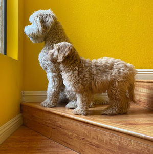 Meet your Posher, Jane